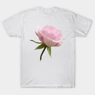 Beautiful Pink Rose T-Shirt